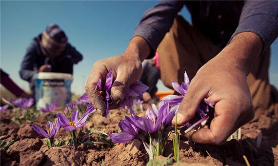 کاهش تولید زعفران به دلیل خشکسالی
