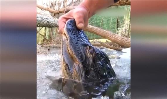 تکنیک عجیب تمساح‌ها برای زنده ماندن در دریاچه یخ‌زده!