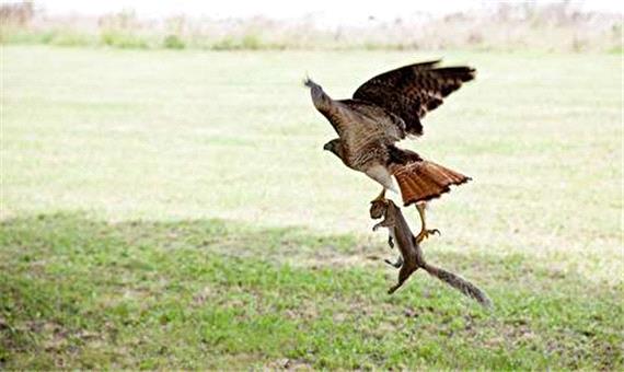 شکار دیدنی سنجاب توسط عقاب