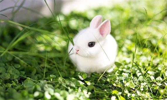 شکار حیرت‌انگیز خرگوش توسط سمور