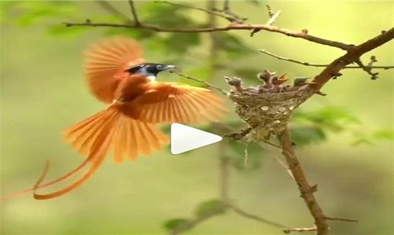 ویدئویی زیبا از غذا دادن پرنده ای دیدنی به جوجه هایش