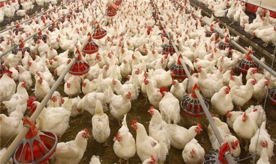 تحویل نهاده مدت دار به تولید کنندگان؛ صادرات مرغ آزاد شد