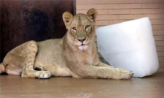 حراج شیرها در باغ وحشی در پاکستان؛ قیمت پایه: حدود 700 دلار آمریکا