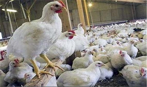 کاهش قیمت مرغ خبر خوبی نیست! /زیان شدید تولید کنندگان در انباشت مرغ
